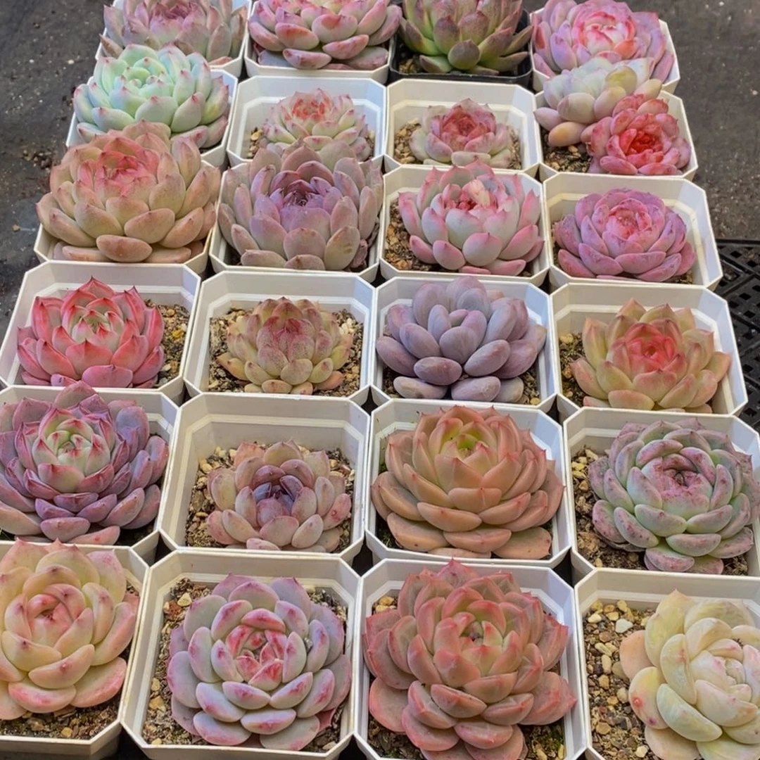 同*號925多肉植物保护研究所所长的