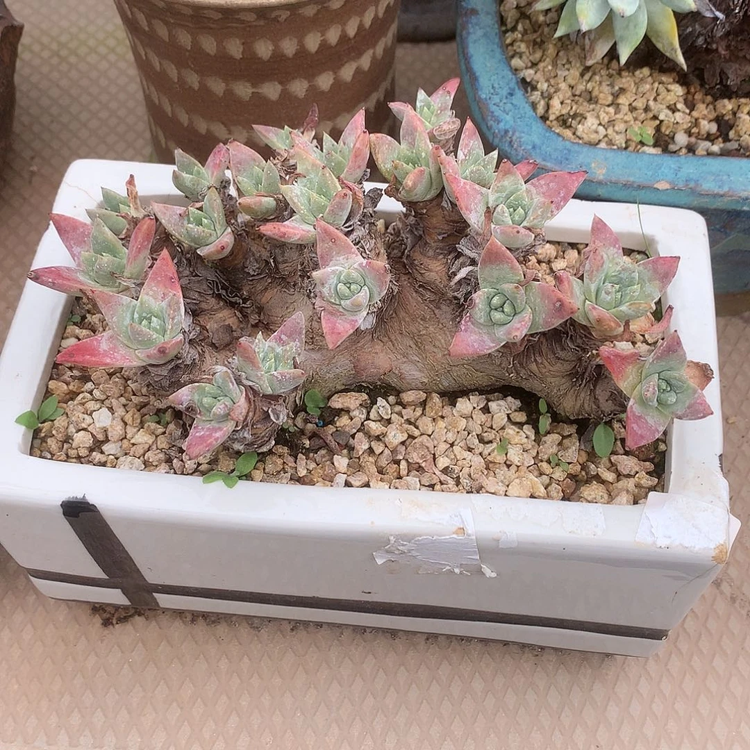 8230白雪仙女杯多肉