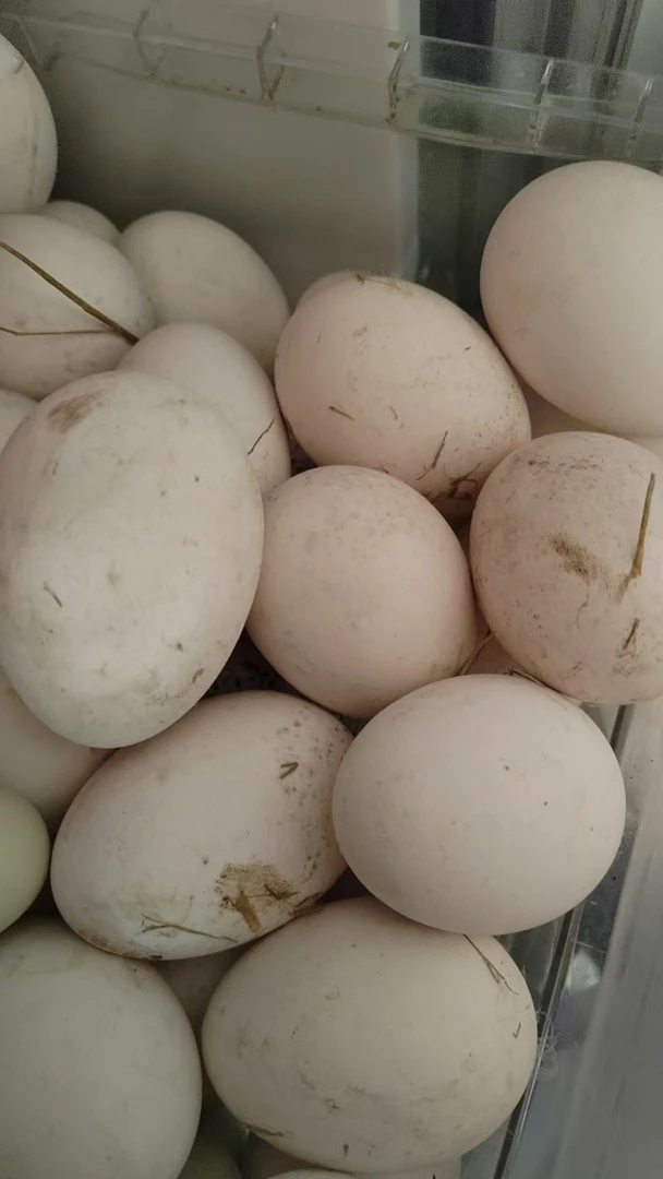 农家山林放养鹅蛋