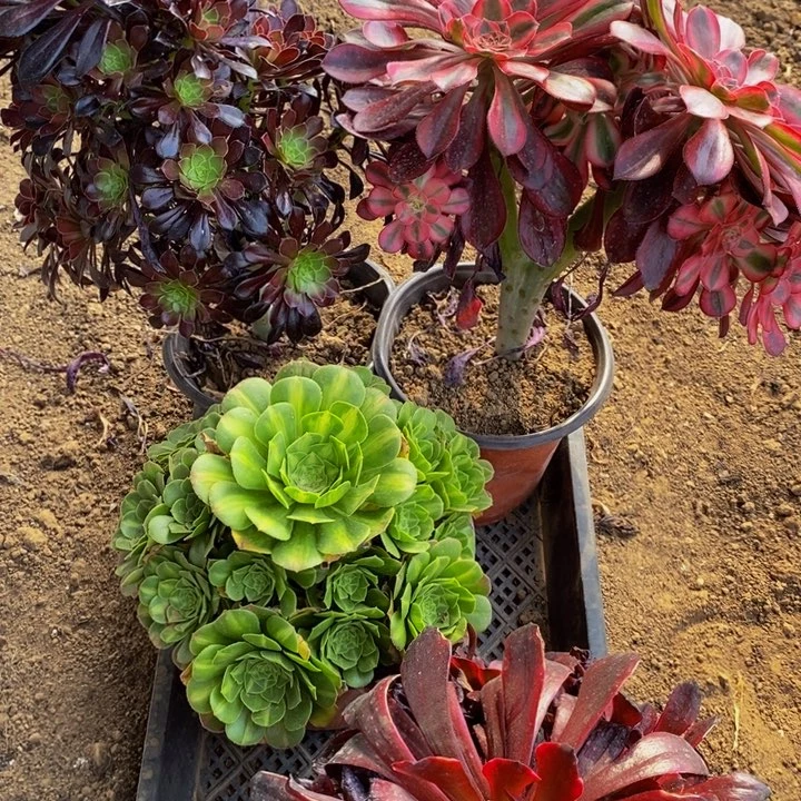 13101号4颗法师组合