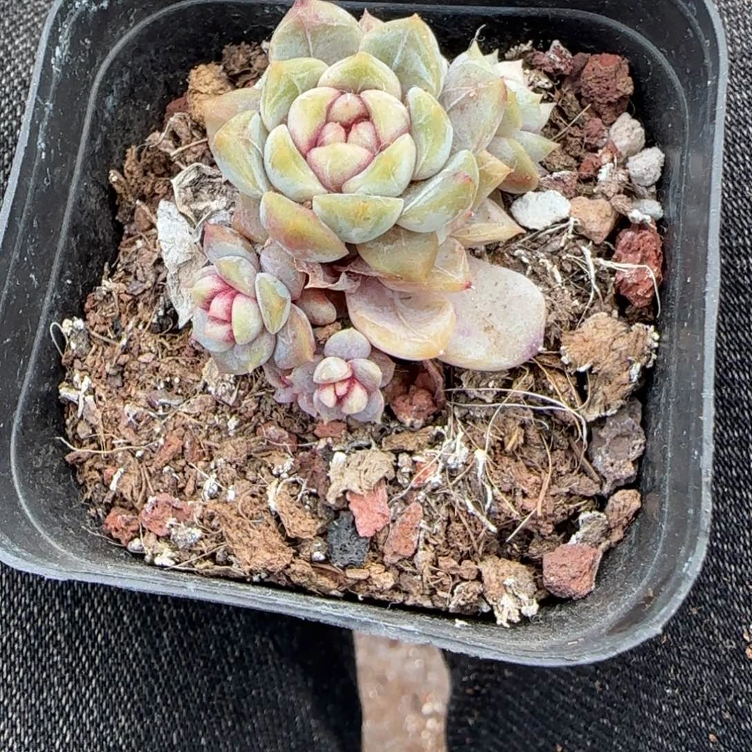 多肉小卡拉米糖心一物一拍