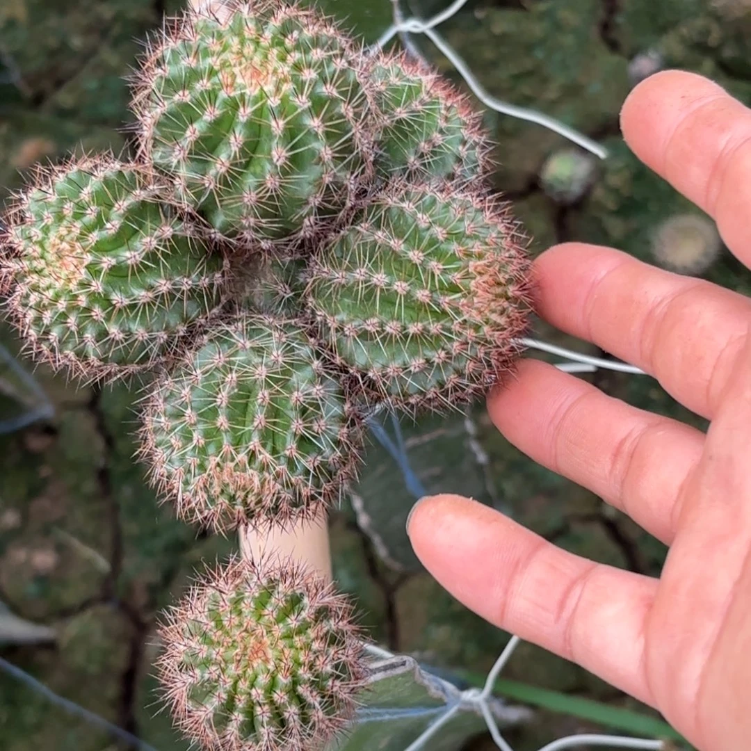 国色无根侧牙3.5公分左右