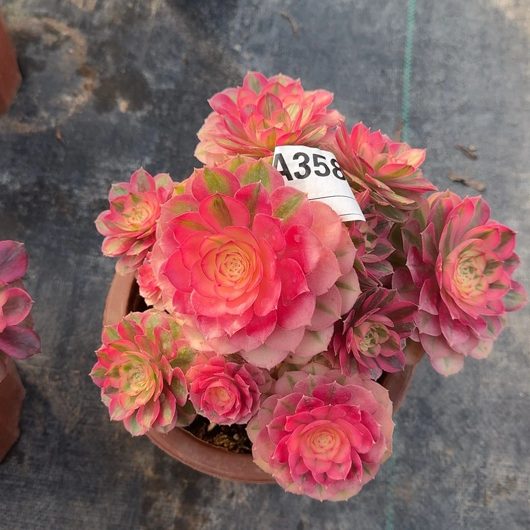 倾城多肉法师a358