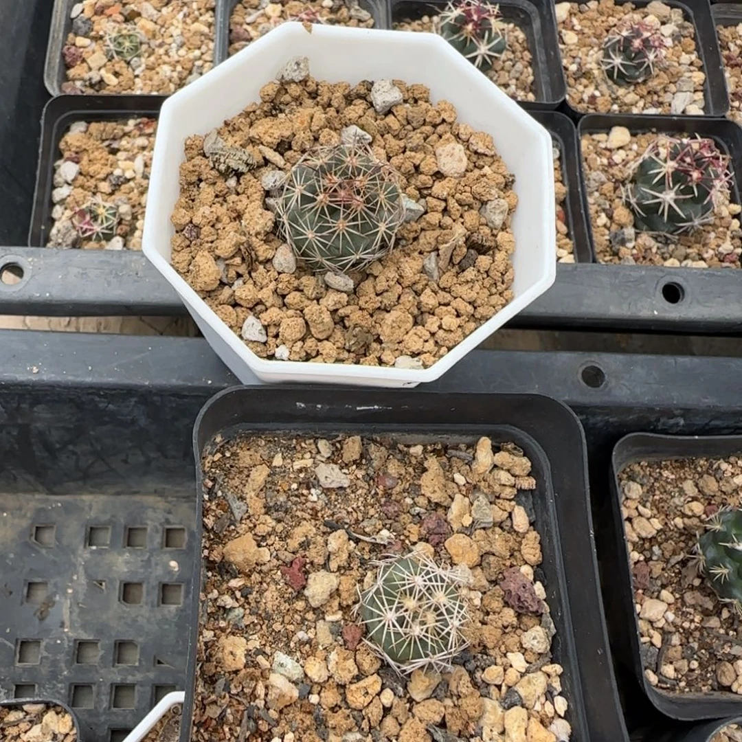 043实生虎爪2➕凤舞1.7小苗多肉