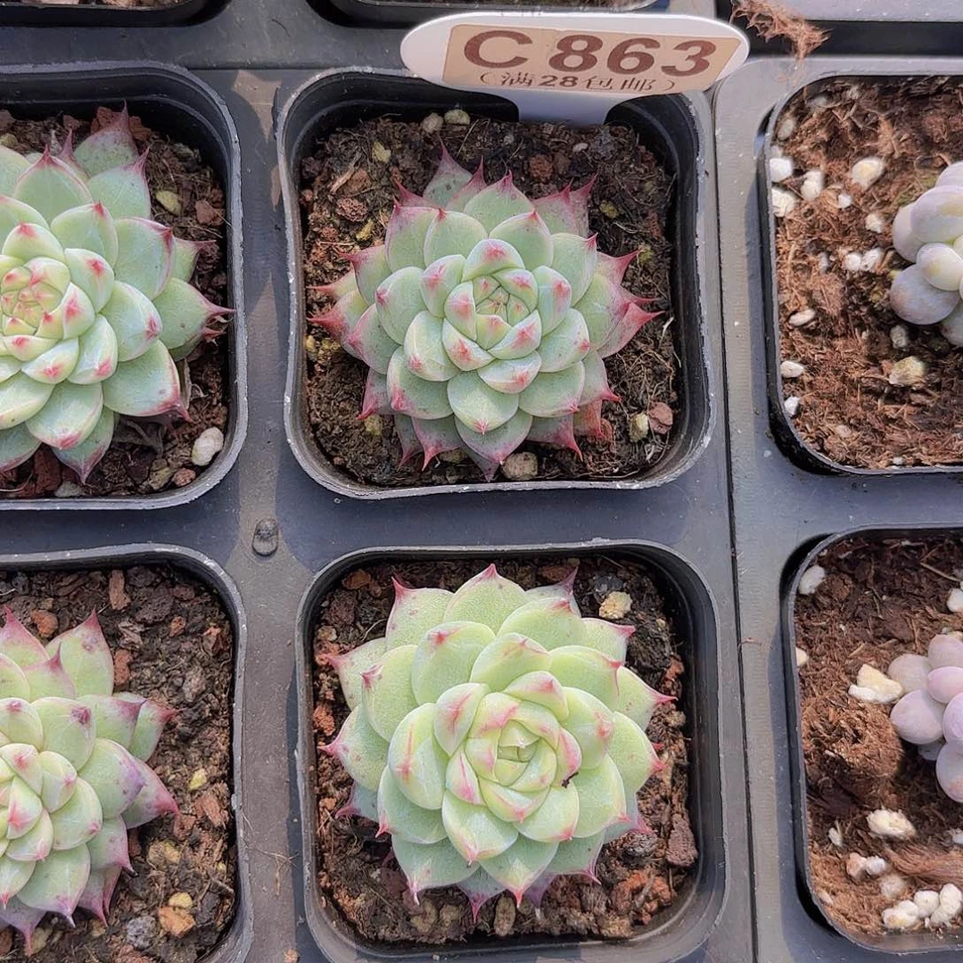 C863白吉一物一拍