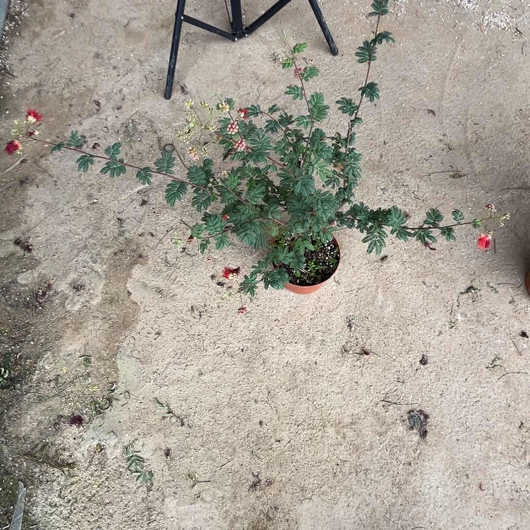 花***当前无花栽培后可以开花