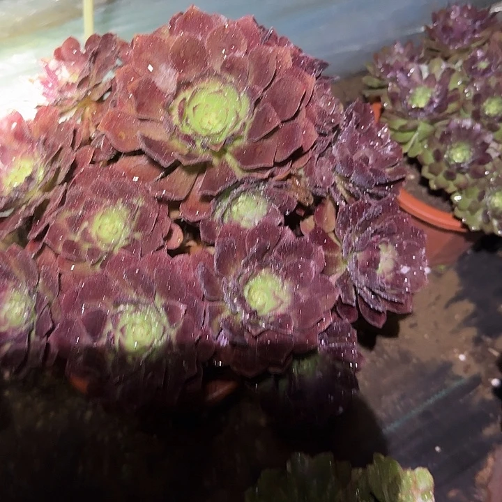 精品黑寡妇捧花亏本福利41