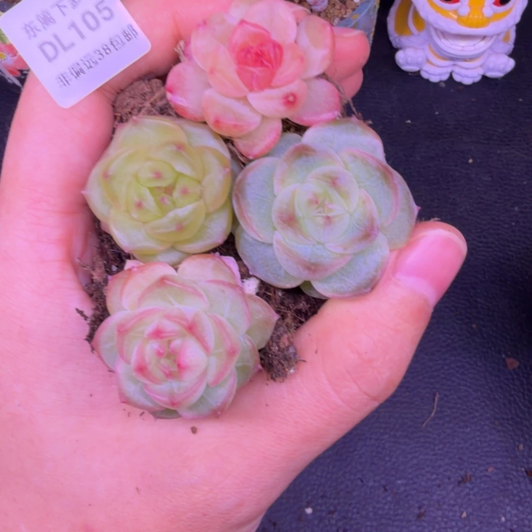 东篱下多肉植物开播特105