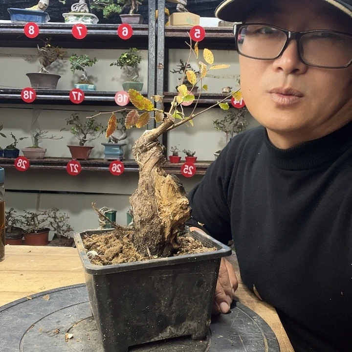 捷***凯无花朵小叶榔榆脱盆