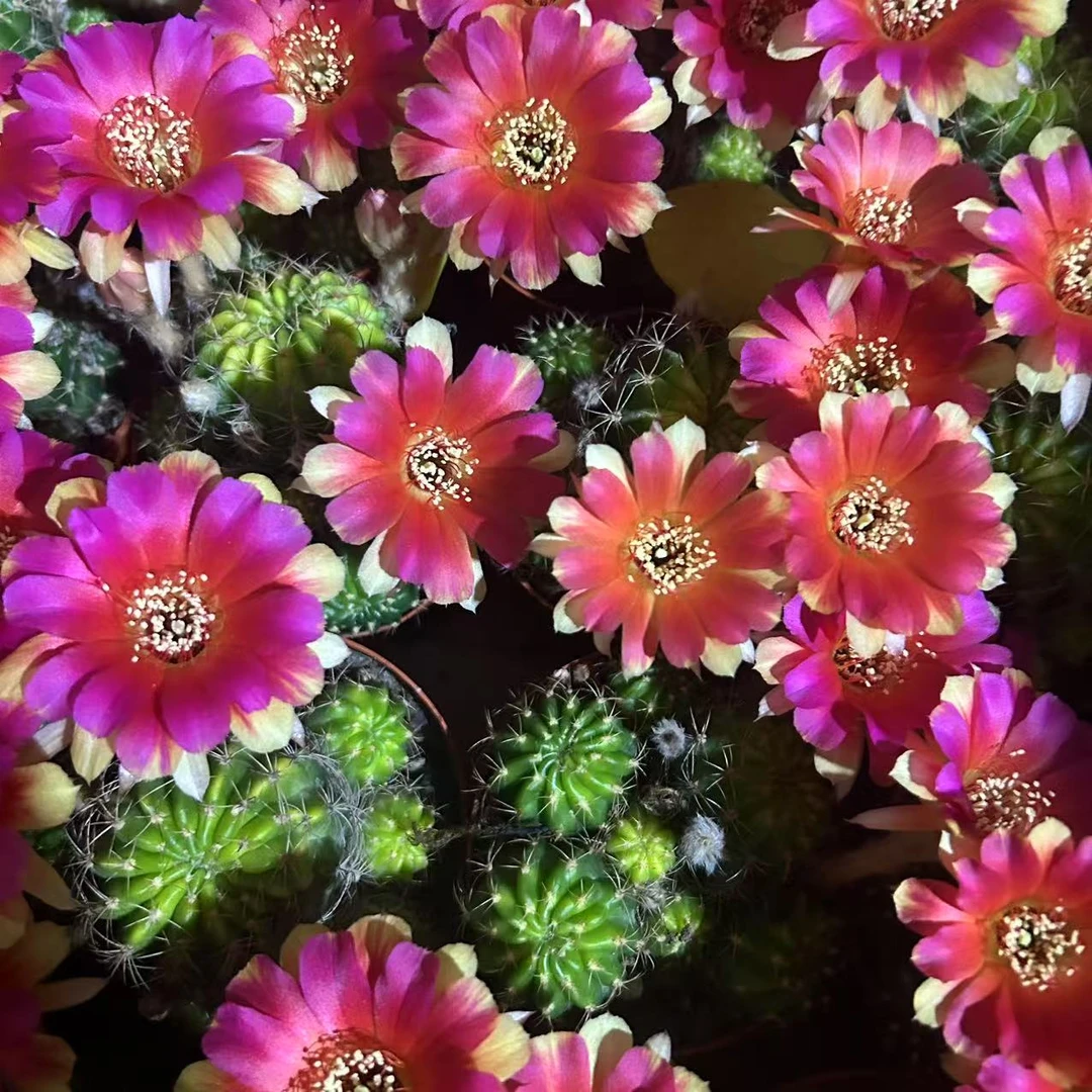 红双喜丽花  仙人球夏型种绿植盆栽桌面阳台办公室摆件