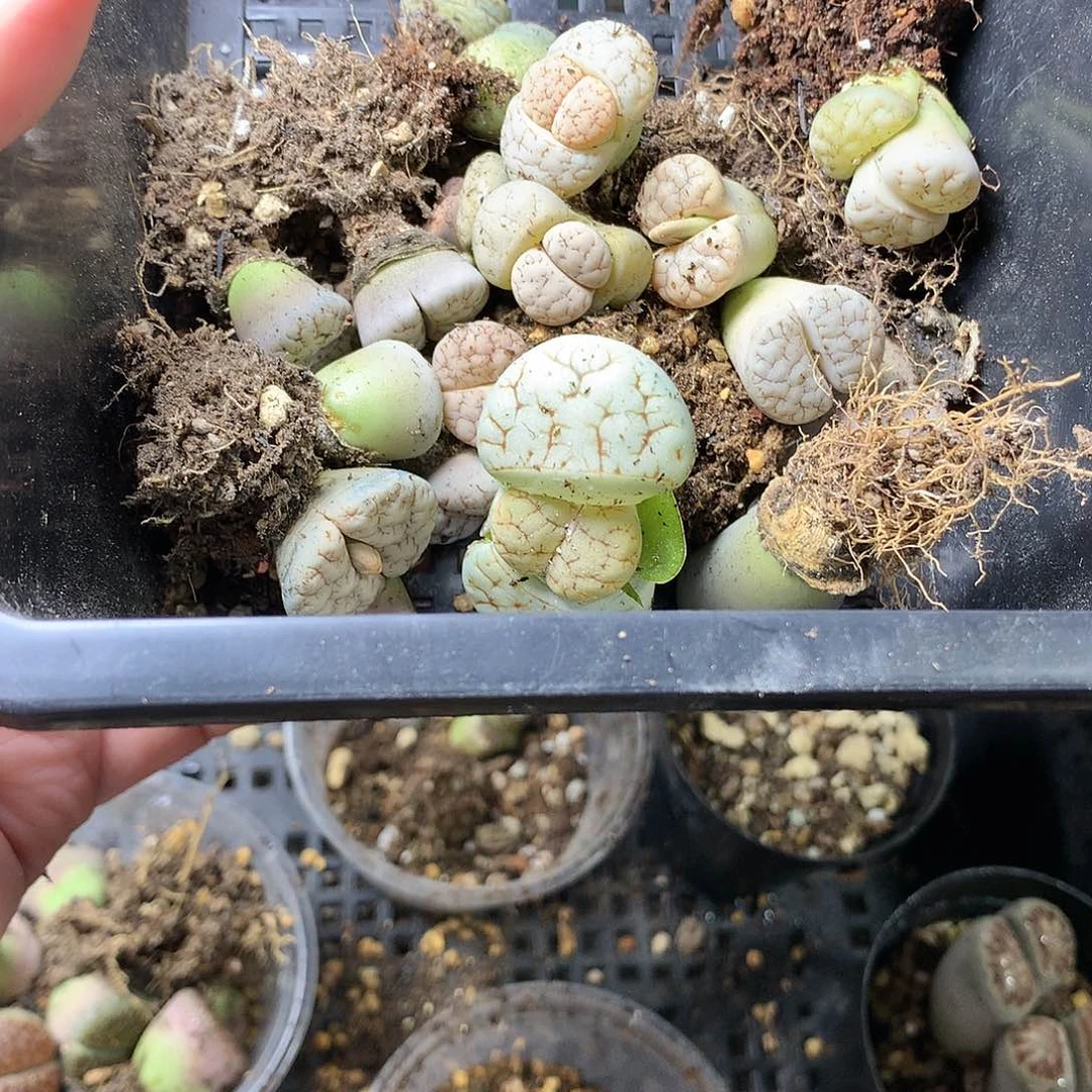 一*H132多肉植物保护研究所