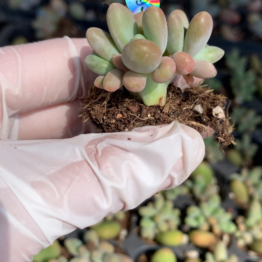 芒果板子缀化哈哈哈哈693