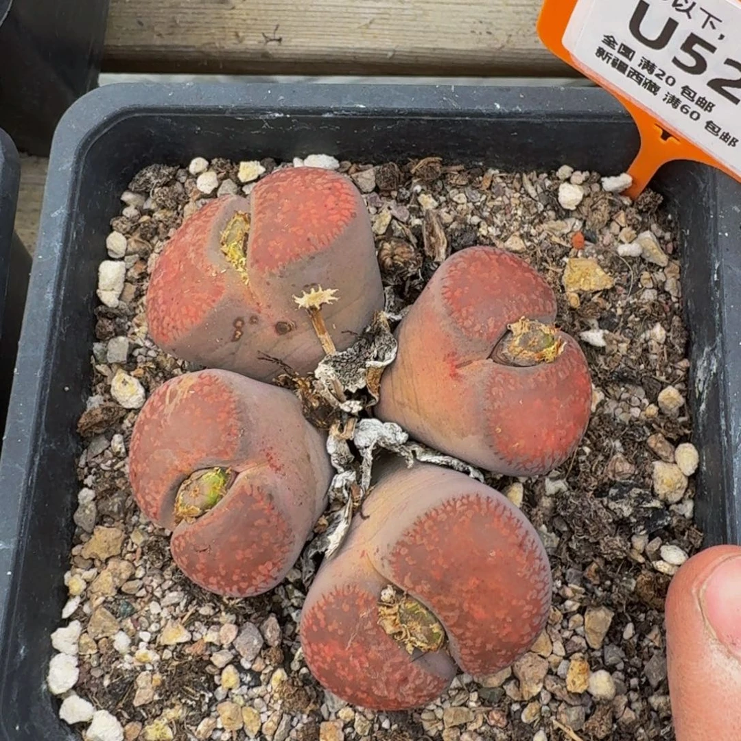 524 生石花大群生一物一拍