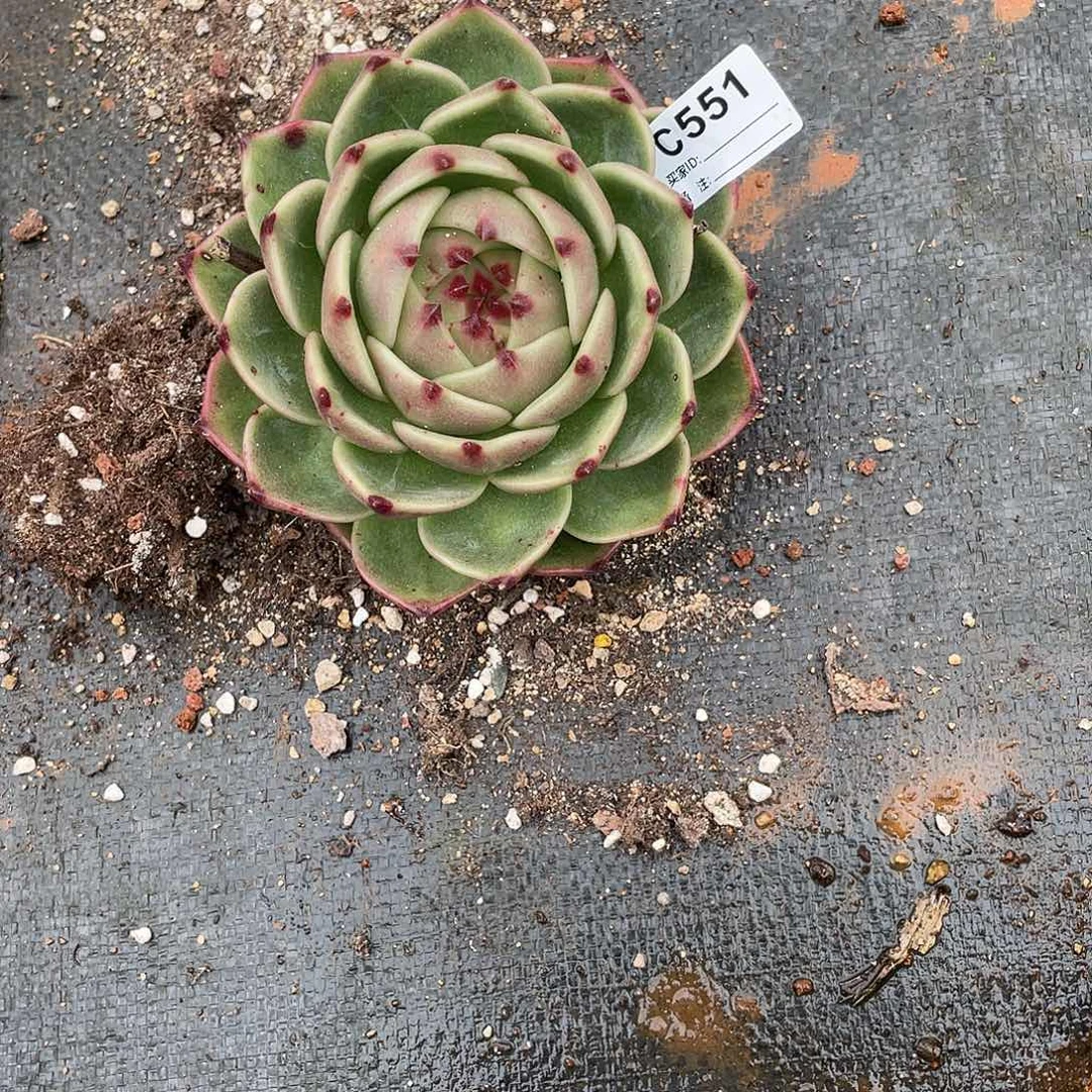 若茹东云单拍C551