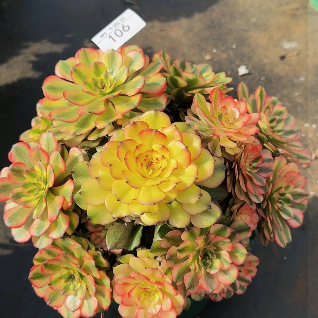 开*华106多肉 油画少女寄养