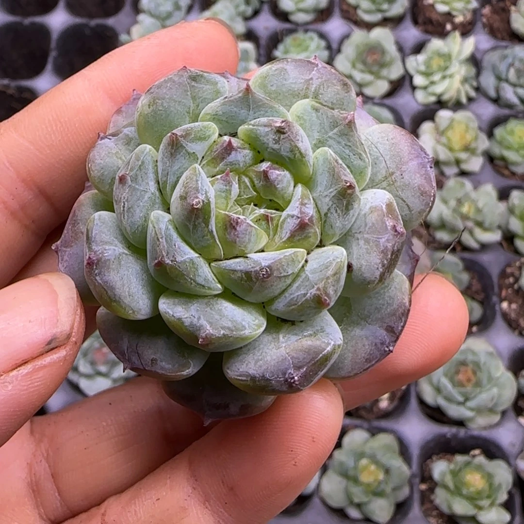 小卡拉米糖心一物一拍