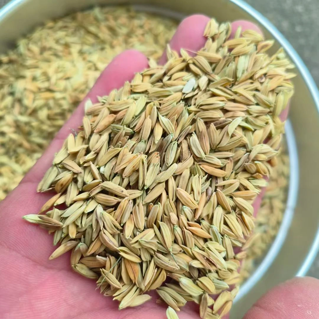 瘪稻    瘪谷   青花稻  80斤大样品，看好可整车发货