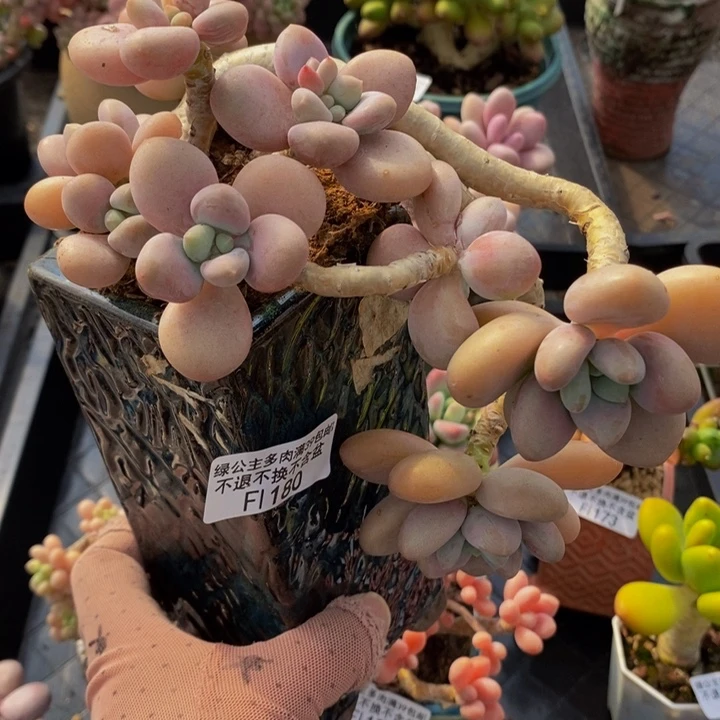 香水洛神老桩180多肉植物