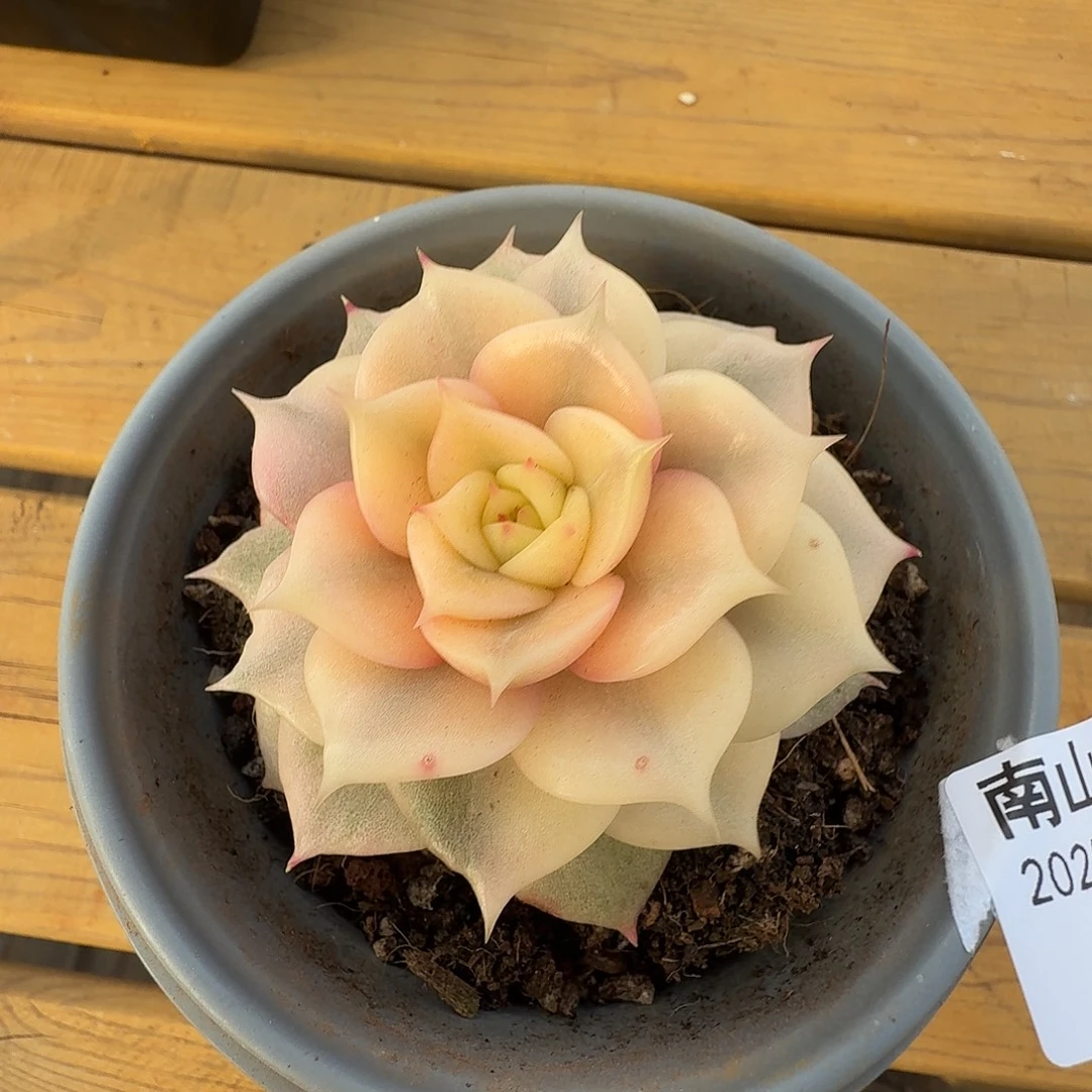 贝加尔湖锦111226-36