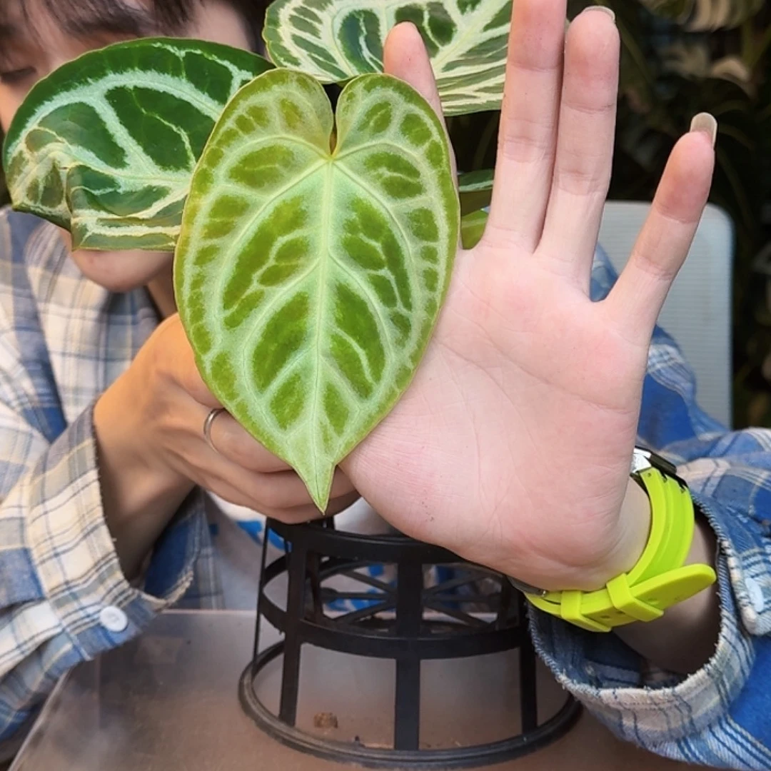 完全开放T175狂想曲杂铜锣烧