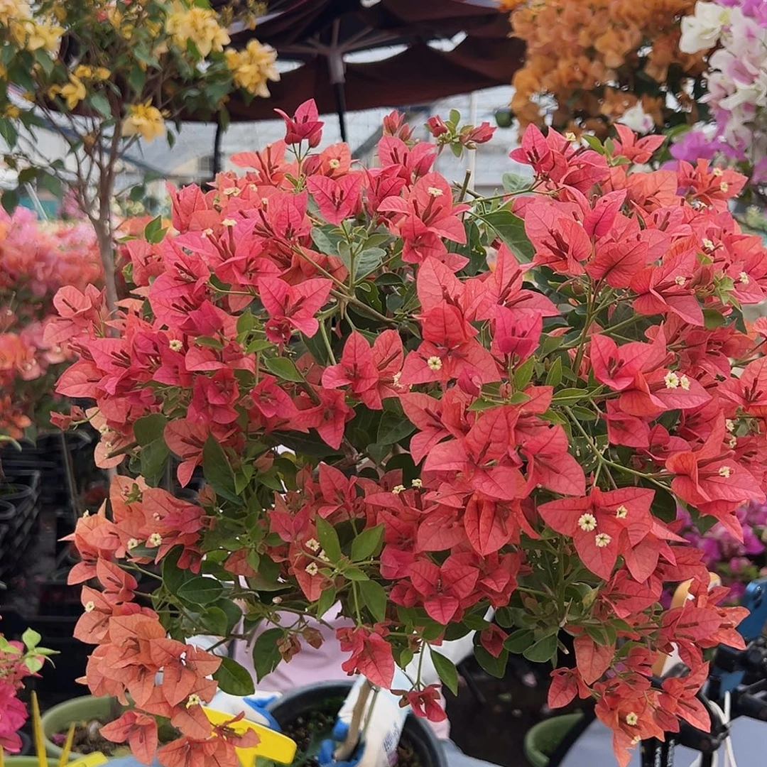 缘***你大部分花苞少量开放C98贝拉酒红