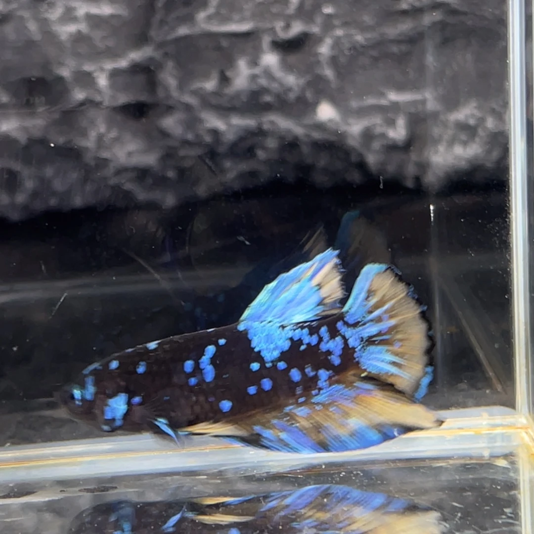 斗鱼暗黑碎星将军公