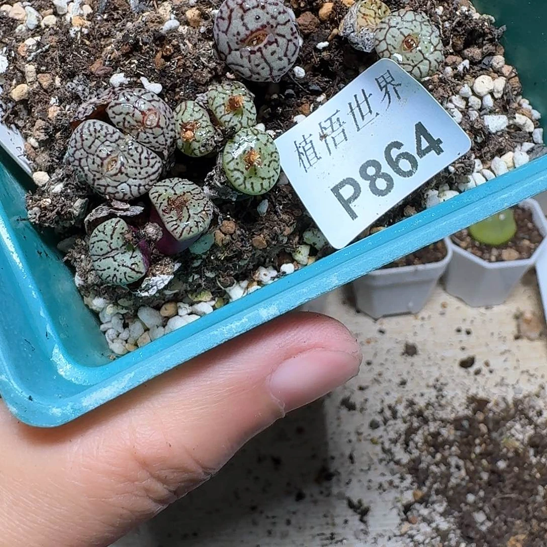 864盒新肉植物哇f g g h h