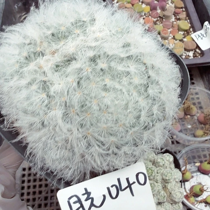 是一个充满生机盎然之前040