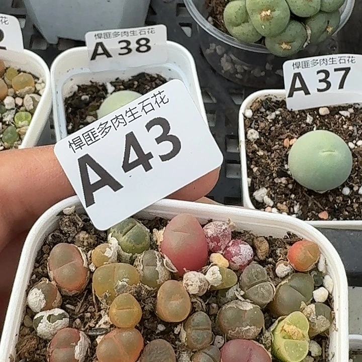 43多肉植物多肉植物