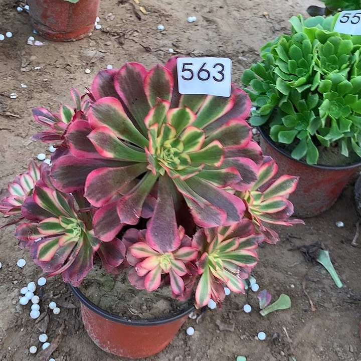 无花朵563美杜莎南