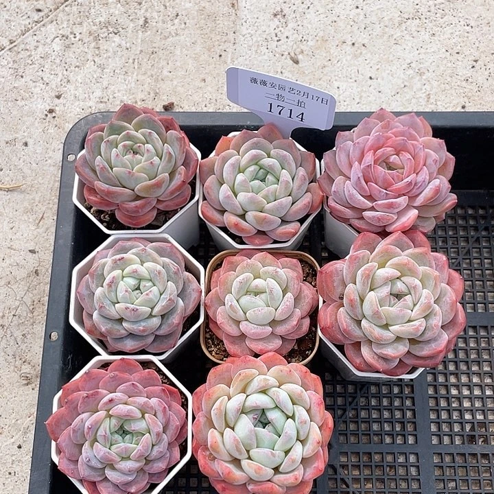 薇薇安园艺多肉1714