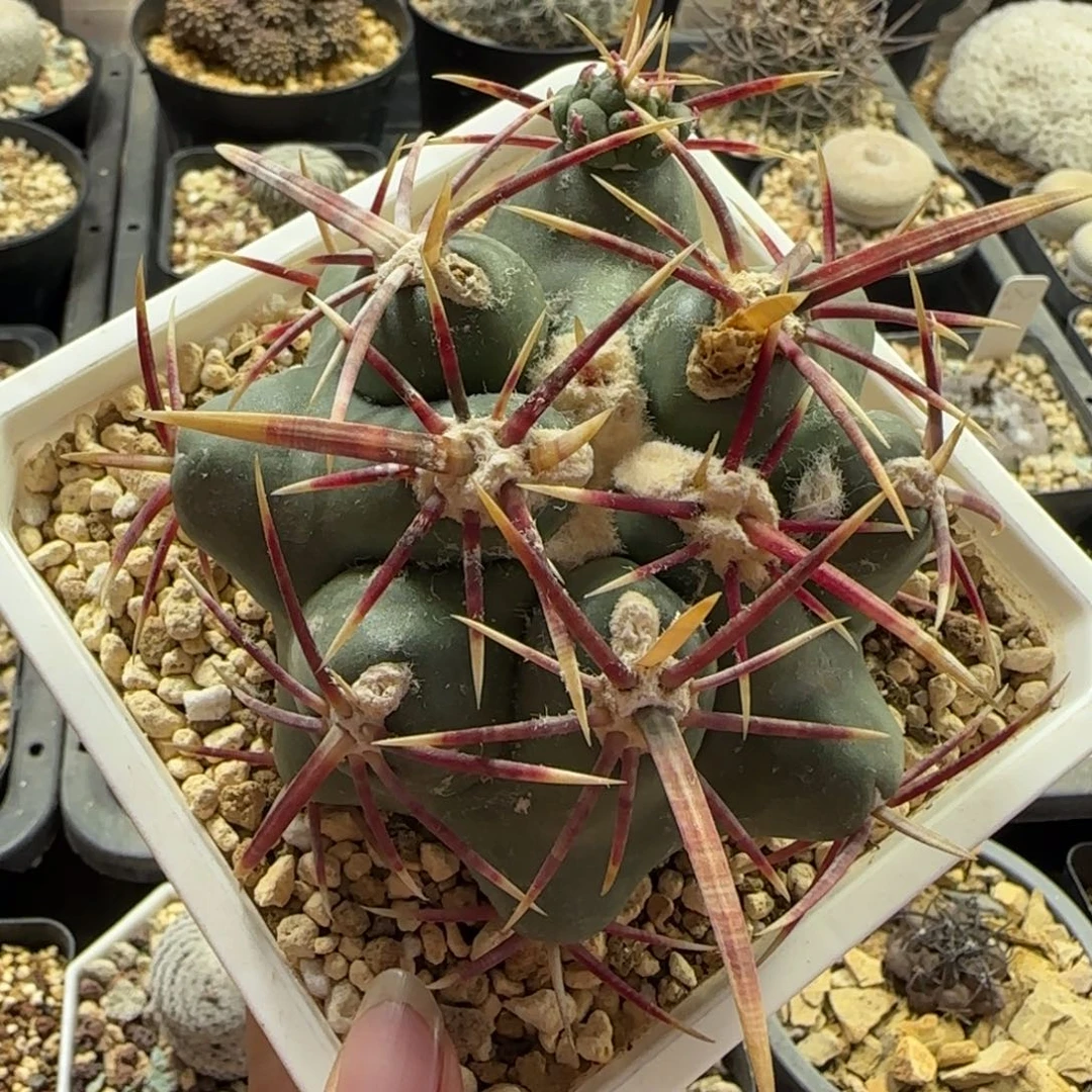 073苗接自根大红鹰多肉9厘米