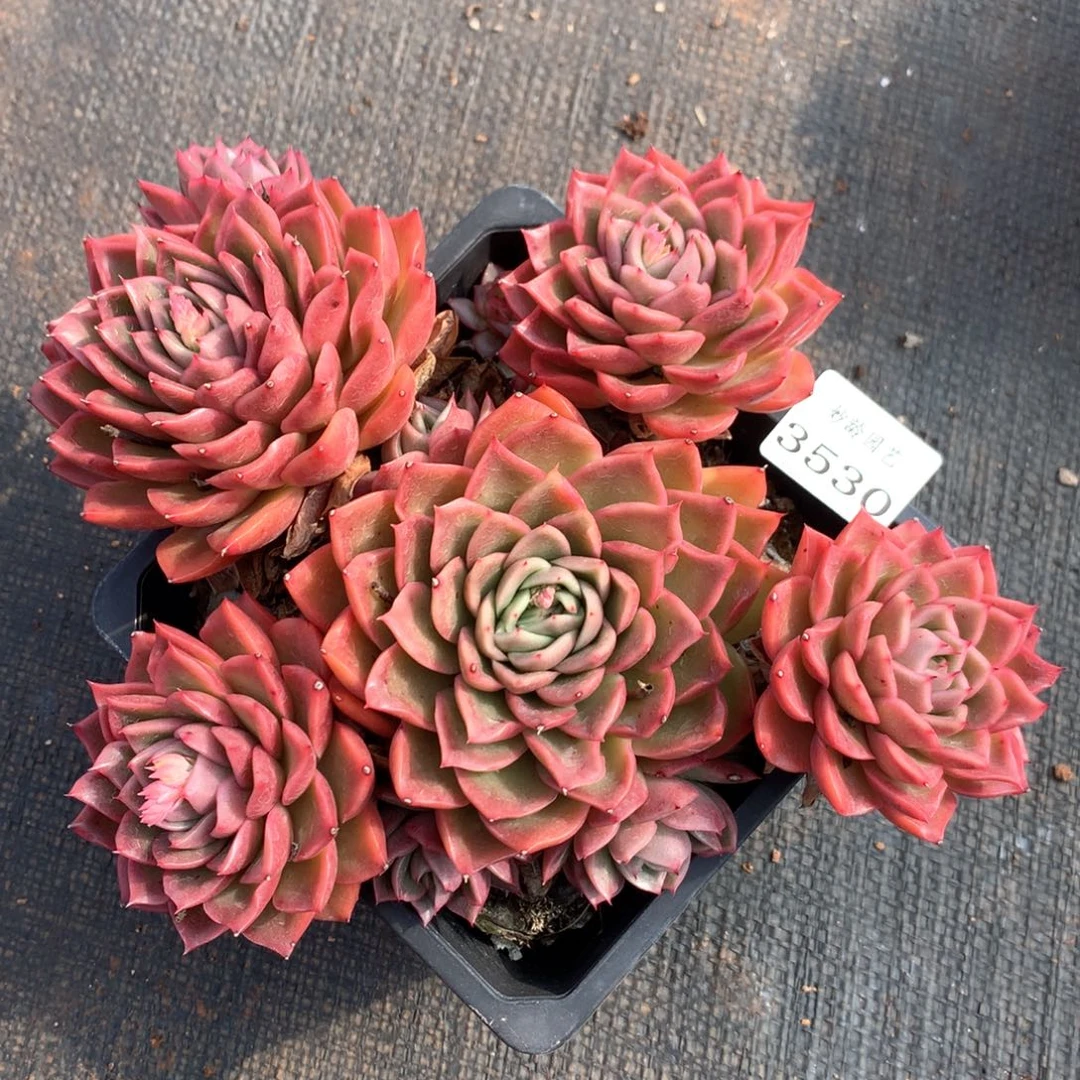 3530杂交多肉植物基地