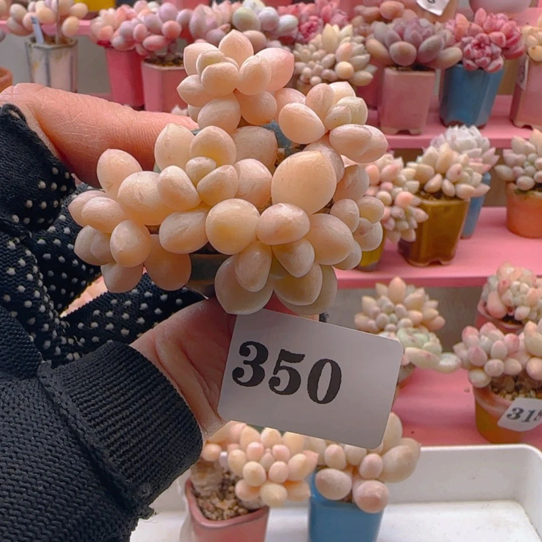 350 ，带盆土发货，满38包邮非偏远。