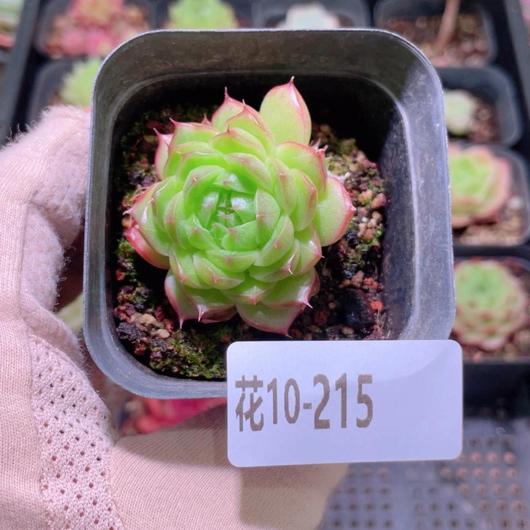花利美10-215海王