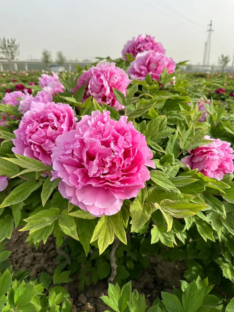 俊艳红牡丹菏泽基地直发