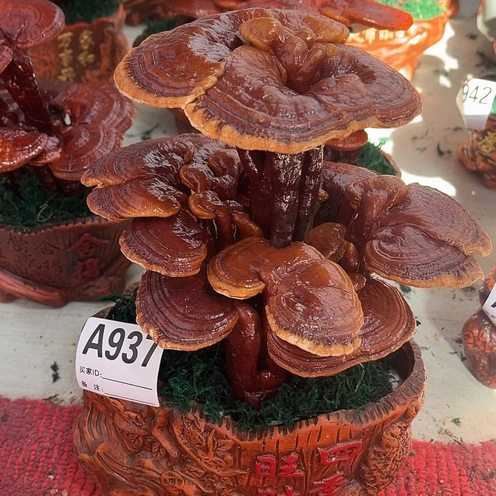 全部花朵888888888888888