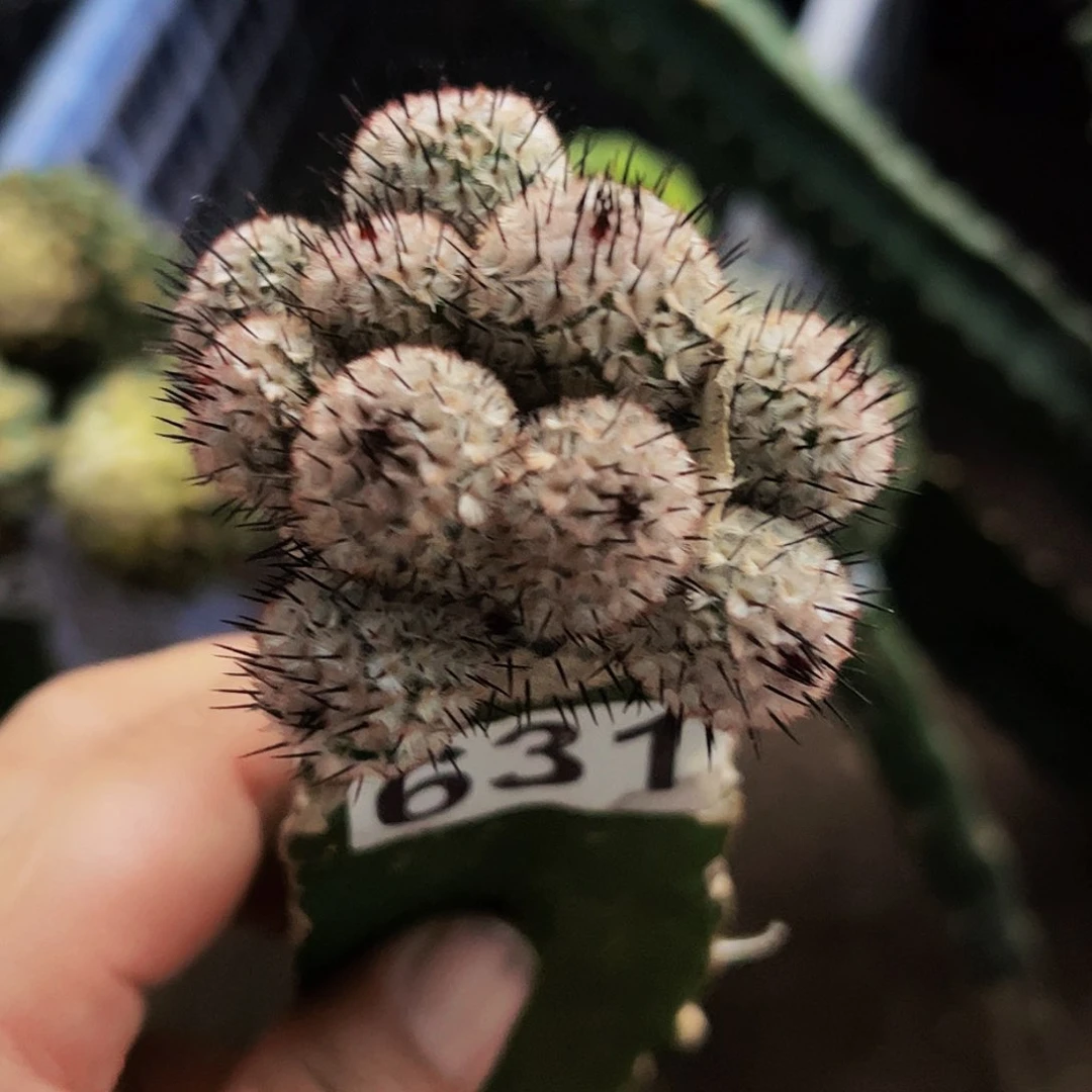 无花朵直刺佩雷群631