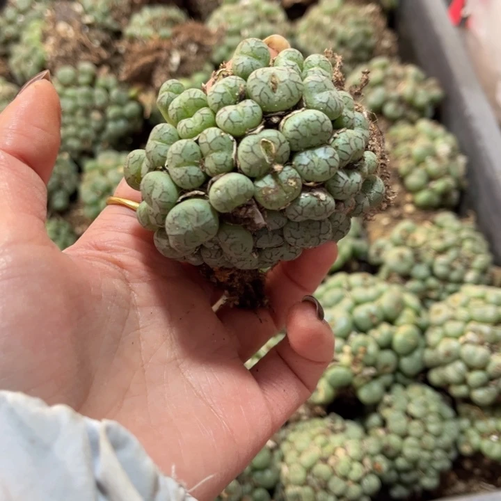 一颗猴脸群88888888