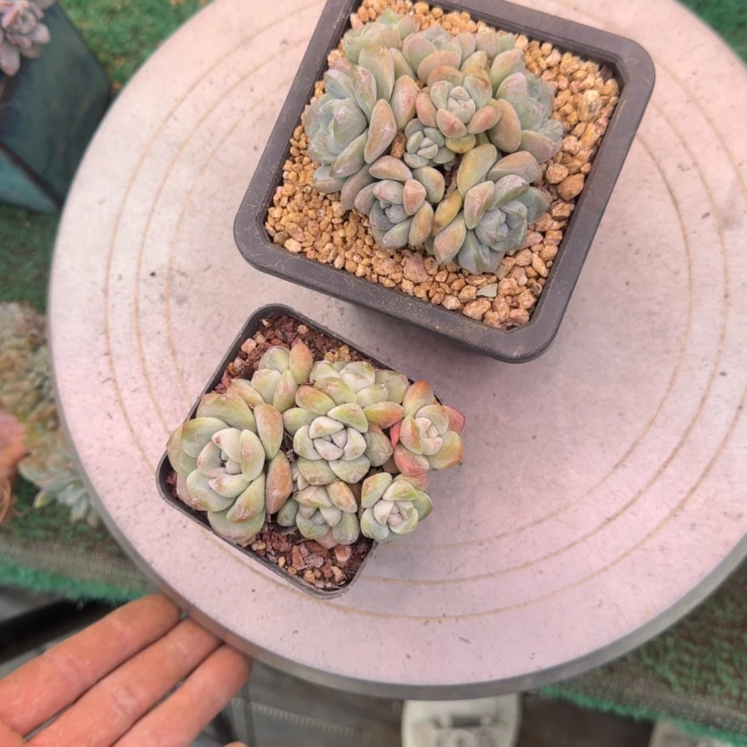 冰玉无砍群生11头8头