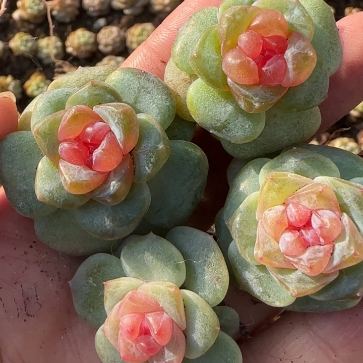 41绝绝子多肉一盆