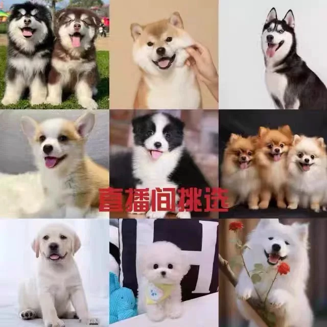直播间挑选多种颜色活体幼犬宠物狗一物一拍