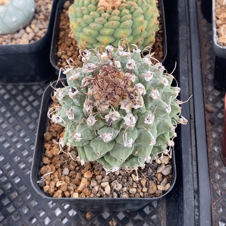 赤花娇丽,一物一拍