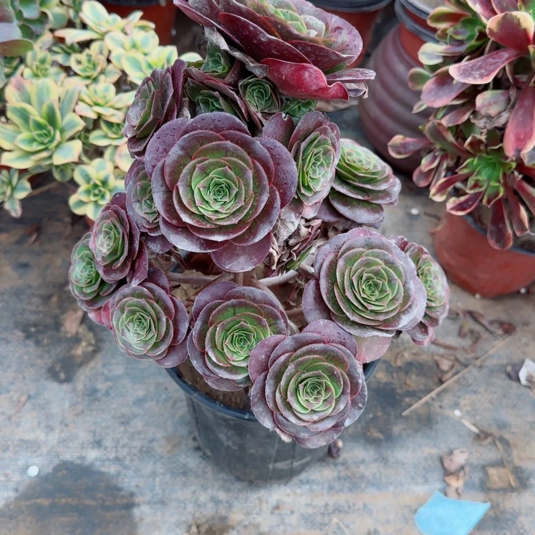 魅金玫瑰190满20包邮断枝不包