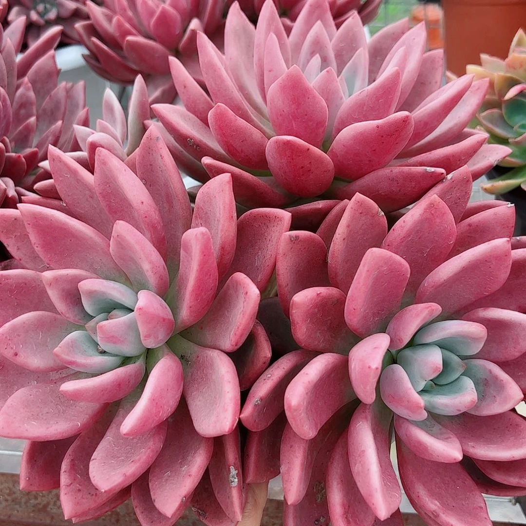 桃花源超级大三大头起发精品