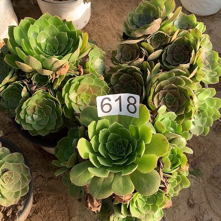 无花朵618三颗多肉植物组合