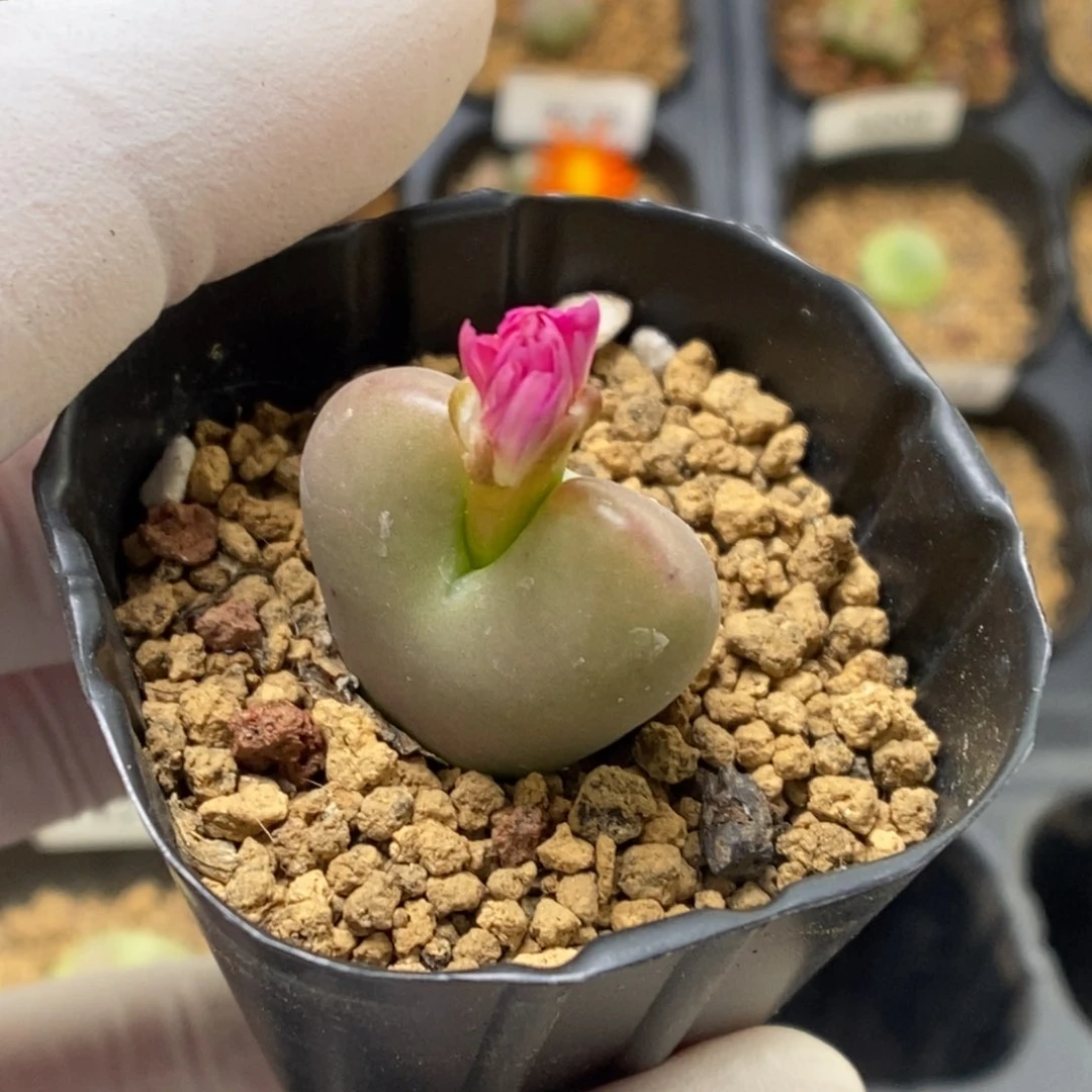 多肉植物肉锥杂交K-4232（1.9）红油皮