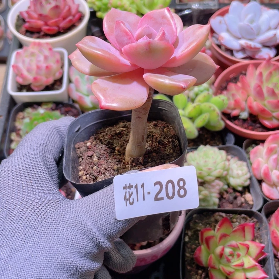 花利美11-208彩虹糖