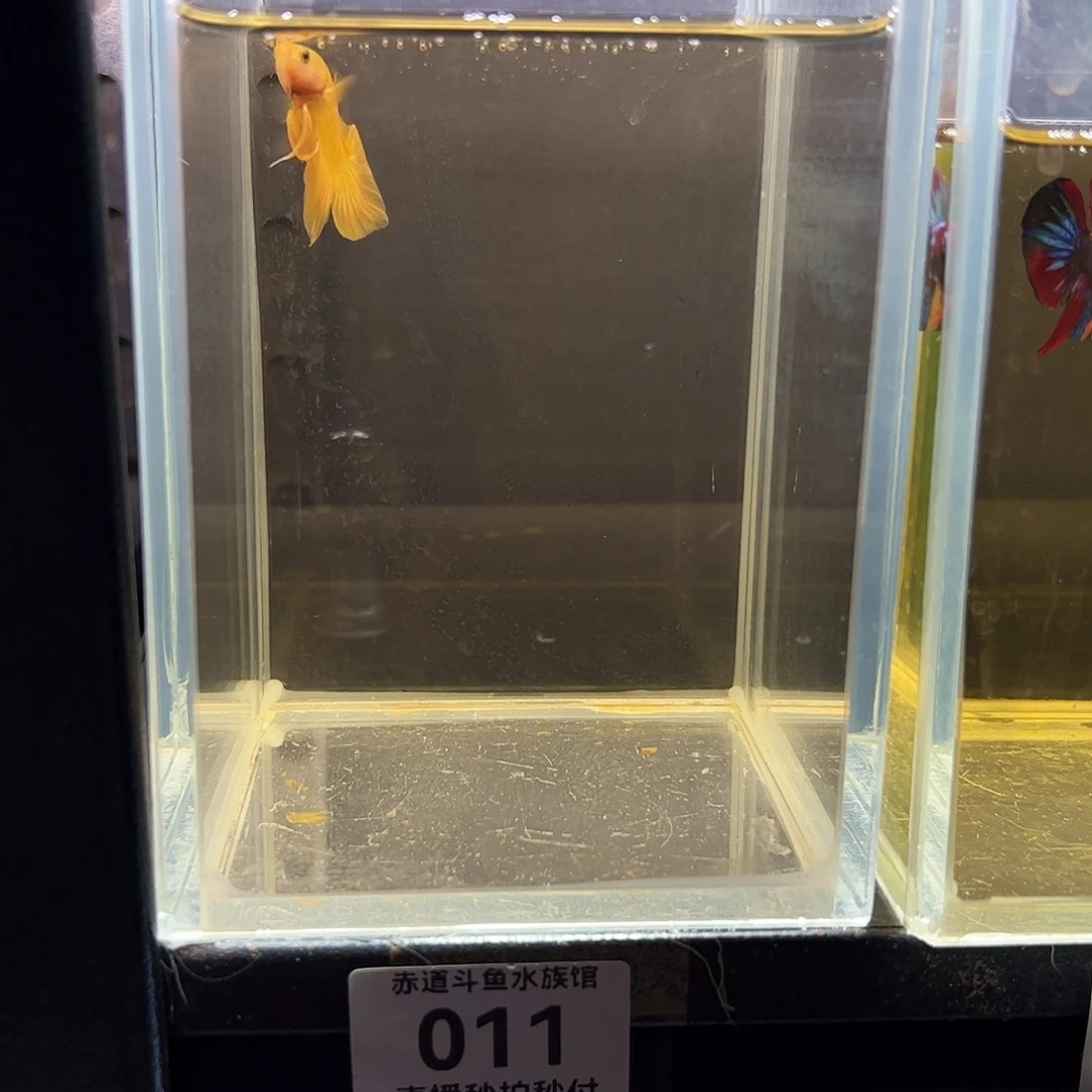 沛***量斗鱼赤道斗鱼水族馆