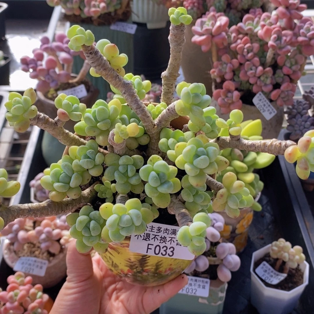 劳尔老桩12cm1033多肉植物